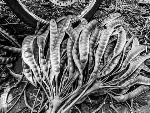 Fresh petai beans Stock Photos