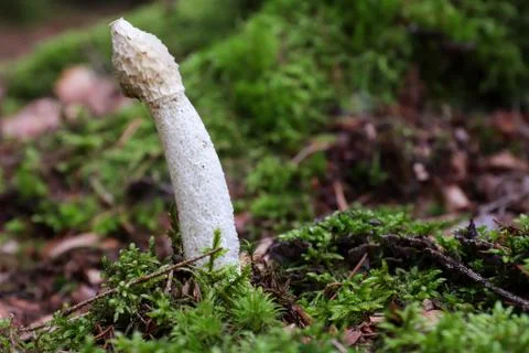 Fresh Phallus Impudicus Stock Photos