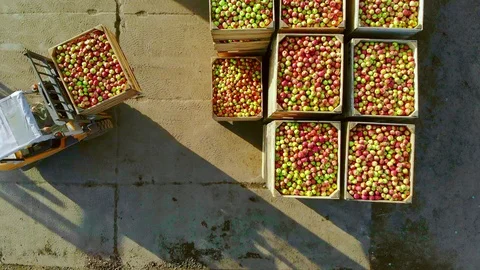Fresh picked apple harvest on farm. small loader, forklift truck, machine loads Stock Footage
