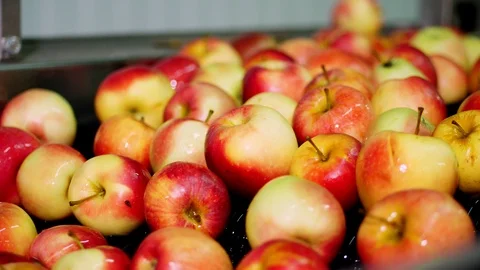 Fresh picked apple harvest. The process of washing apples in a fruit production Stock Footage 95955154