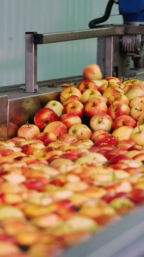 Fresh picked apple harvest. The process of washing apples in a fruit production Stock-Footage 307098742