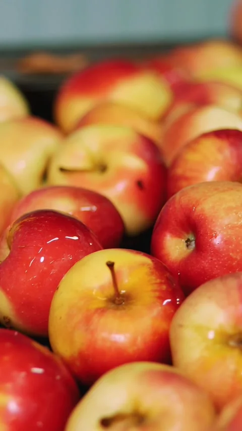 Fresh picked apple harvest. The process of washing apples in a fruit production Stock Footage 310949402