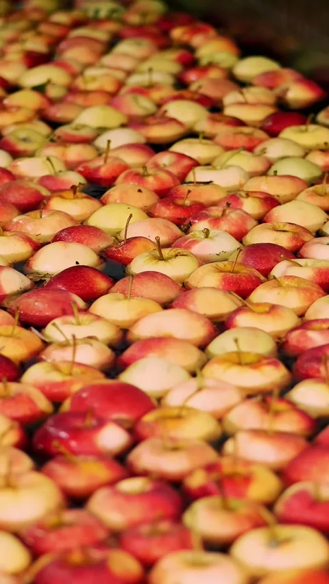 Fresh picked apple harvest. The process of washing apples in a fruit production Stock Footage 311993456