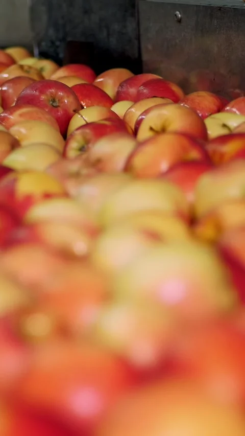 Fresh picked apple harvest. The process of washing apples in a fruit production Stock Footage 315214479