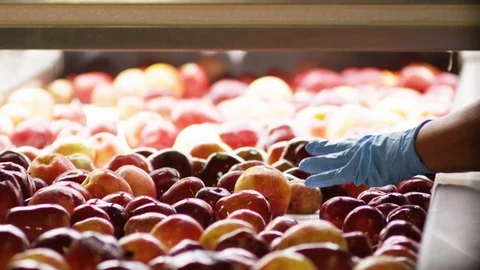 Fresh picked apples roll down sorting line at orchard farm A Stock Footage 124328197