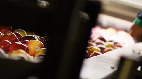 Fresh picked apples roll down sorting line at orchard farm B Stock Footage 124328578