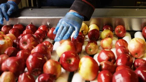 Fresh picked apples roll down sorting line at orchard farm C Stock Footage 124328608