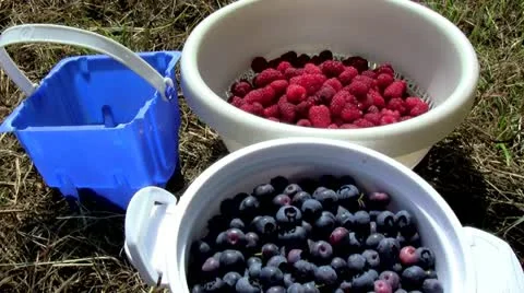 Fresh picked berries Stock Footage