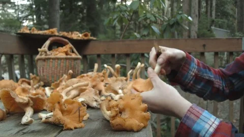 Fresh Picked Chanterelles Stock Footage 69925104