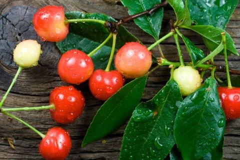 Fresh-picked Cherries Stock Photos