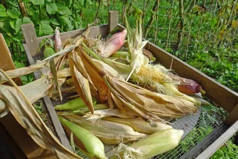 Fresh picked corn Stock Photos