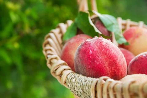 Fresh picked natural organic peach in a basket closeup Stock Photos
