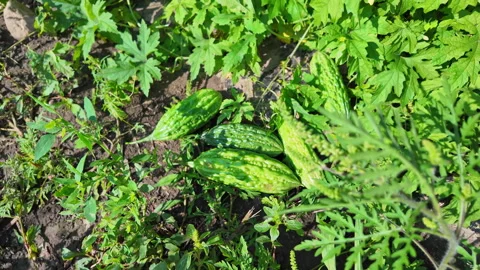 Fresh picked organic vegetables on the ground, Bitter Melons at local farme.. Video stock 294846406