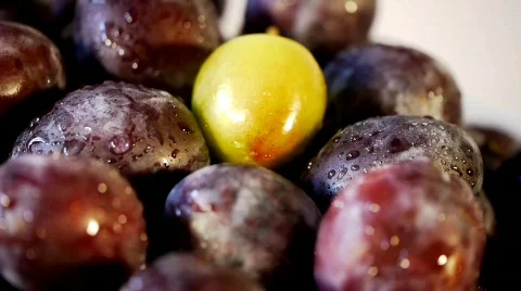 Fresh Picked Plums Turning Stock Footage 810736