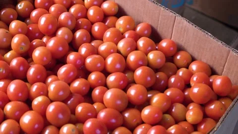 Fresh picked red tomatoes in a box. close-up. agriculture Stock Footage 221710951
