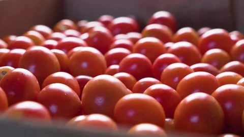 Fresh picked red tomatoes in a box. close-up. agriculture. Stock Footage 221710976