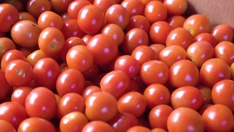 Fresh picked red tomatoes. close-up. agriculture. Stock Footage 221710954