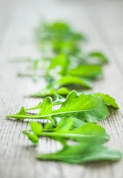 Fresh picked rucola Stock Photos
