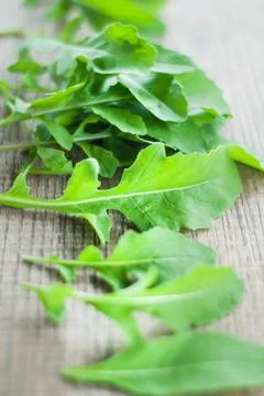 Fresh picked rucola Stock Photos