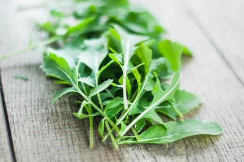 Fresh picked rucola Stock Photos