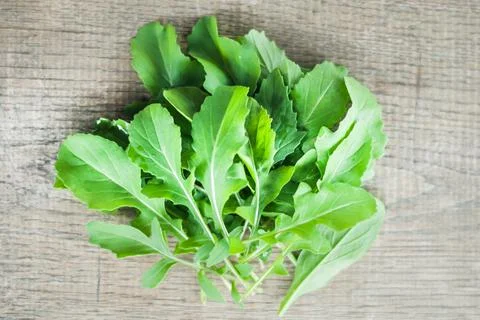 Fresh picked rucola Stock-Fotos