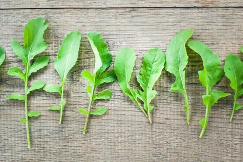 Fresh picked rucola Stock Photos
