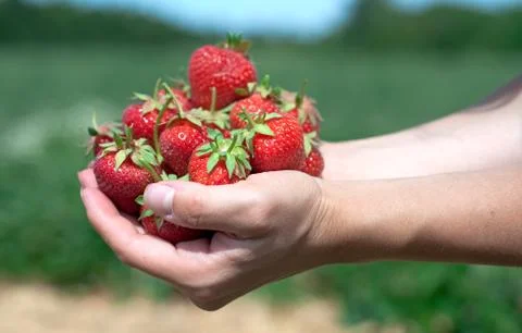 Fresh picked strawberries Stock Photos