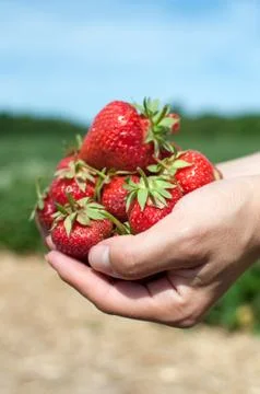 Fresh picked strawberries Stock Photos