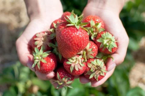 Fresh picked strawberries Stock Photos
