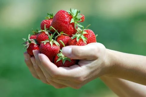 Fresh picked strawberries Stock Photos