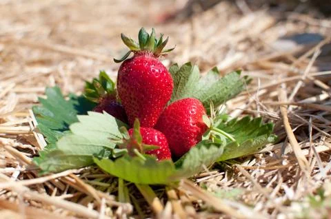 Fresh picked strawberries Stock Photos