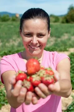 Fresh picked strawberries Stock Photos