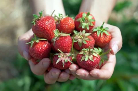 Fresh picked strawberries Stock Photos