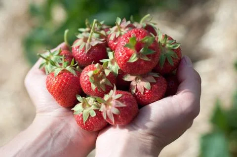 Fresh picked strawberries Stock Photos
