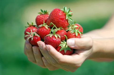 Fresh picked strawberries Stock Photos