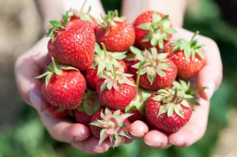 Fresh picked strawberries Stock Photos