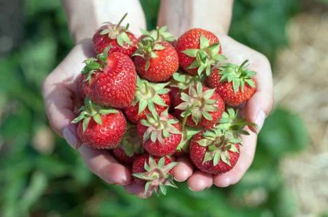 Fresh picked strawberries Stock Photos