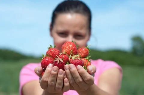 Fresh picked strawberries Stock Photos