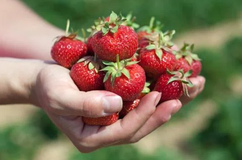 Fresh picked strawberries Stock Photos