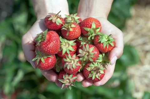 Fresh picked strawberries Stock Photos