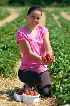 Fresh picked strawberries Stock Photos