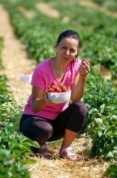 Fresh picked strawberries Stock Photos