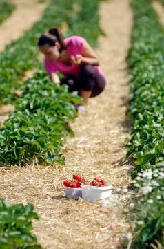 Fresh picked strawberries Stock Photos
