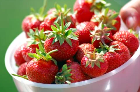 Fresh picked strawberries Foto stock