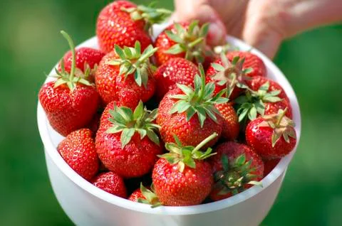 Fresh picked strawberries Stock Photos
