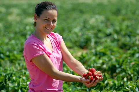 Fresh picked strawberries Stock Photos