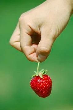 Fresh picked strawberry Stock Photos