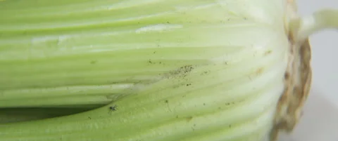 Fresh picked whole celery herb plant 5.7K anamorphic video Stock Footage 321180491