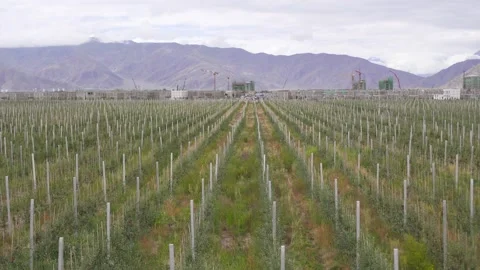 Fresh picking, fruit tree pruning, apple tree sorting, Video stock 243100073