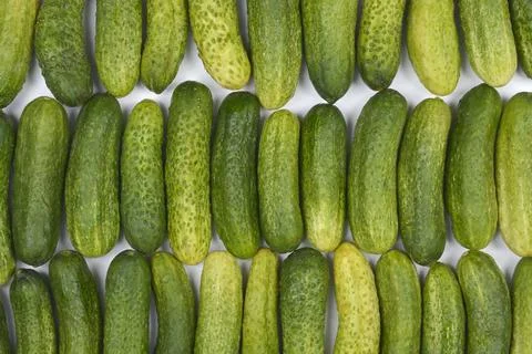 Fresh pickling cucumbers Stock Photos
